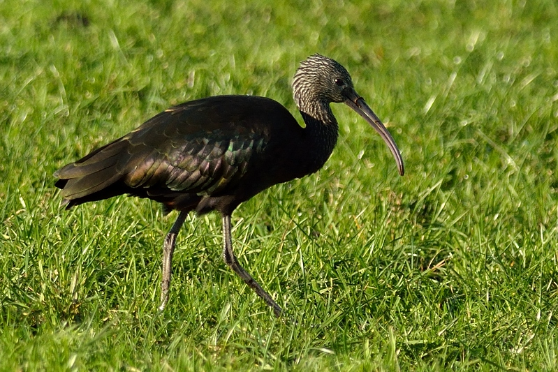 Zwarte Ibis